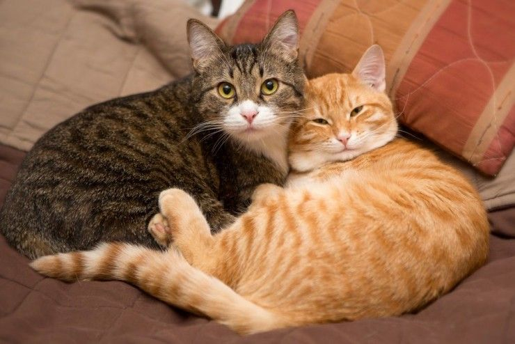 El comportamiento de las gatas cuando están en celo es dramática y agresiva.
