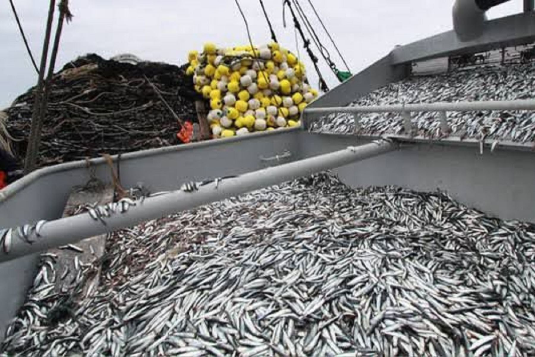 Produce concludes the second fishing season for anchovy and white anchovy
