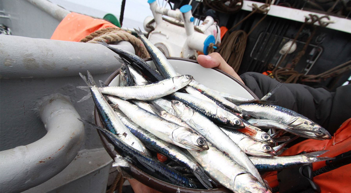 Second anchovy fishing season 2022 culminates with 1.91 million MT caught