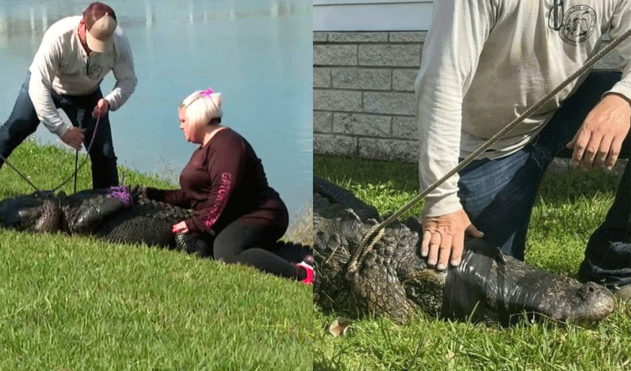 85-year-old-woman-dies-after-being-attacked-by-an-alligator-while