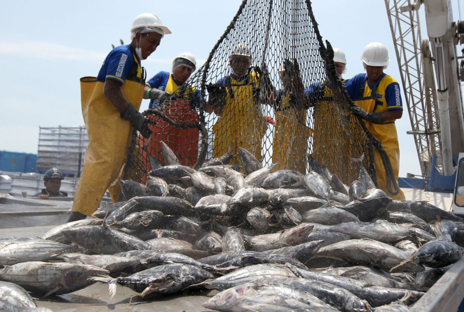 Produce sets the bonito fishing limit at 43,826 tons for 2023