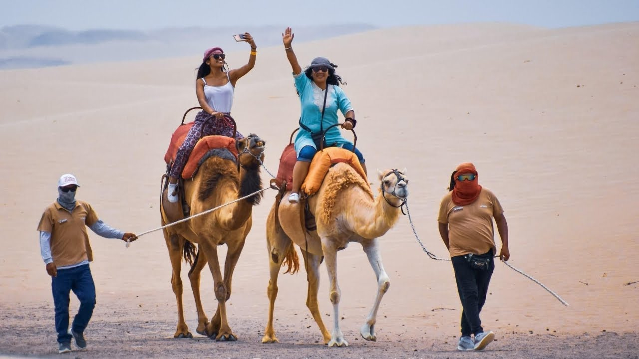 ¿Quieres conocer camellos en Ica? Conoce cómo llegar y cuánto cuesta vivir  esta aventura