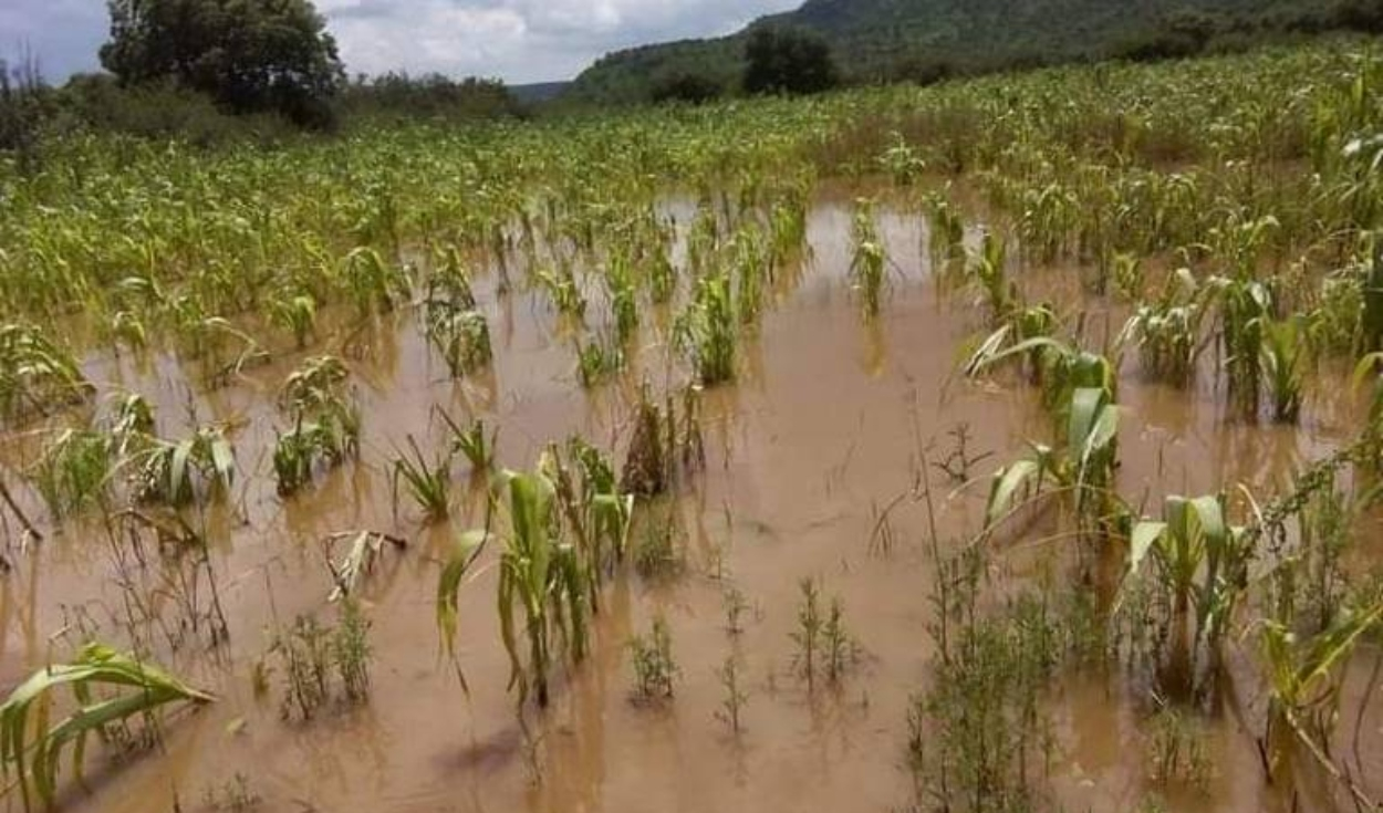 Cyclone Yaku: how to access Catastrophic Agrarian Insurance of S/800 per hectare?
