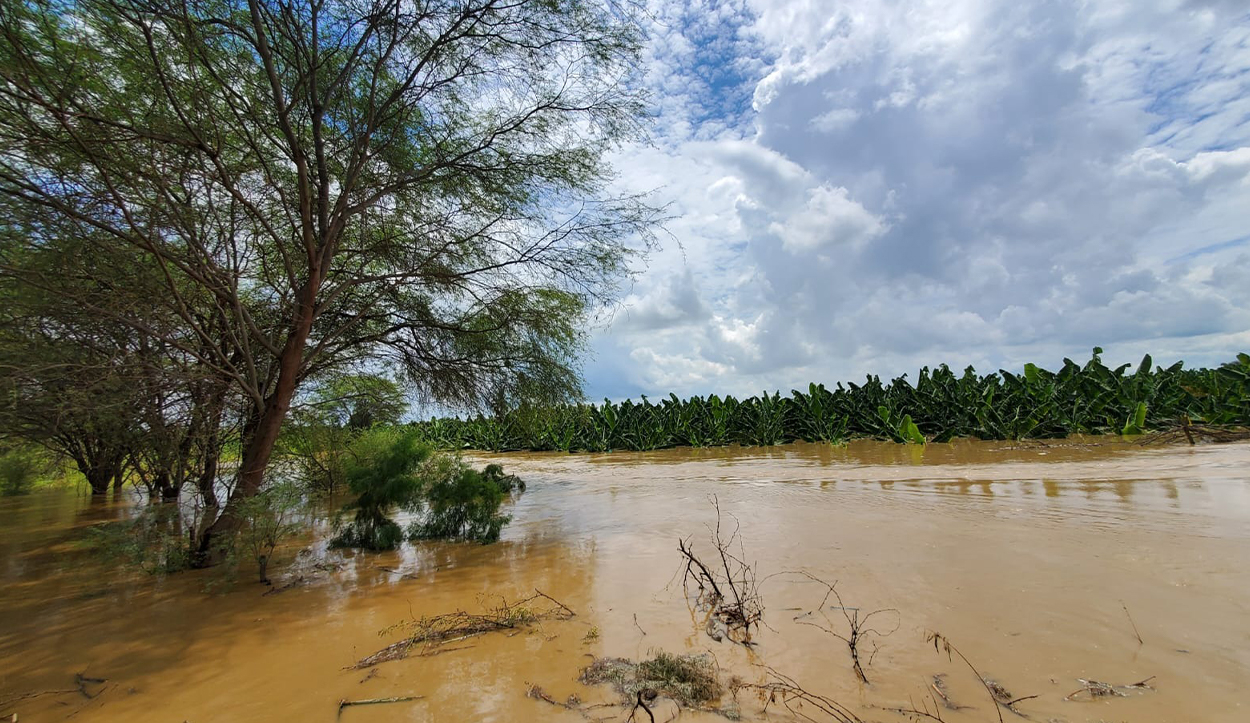 Overflow of the Piura river causes losses of 7 million soles to farmers in the region