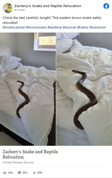 “Check the bed carefully!”: friends wake up with a huge snake in their