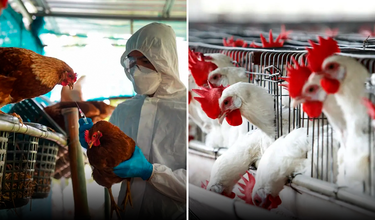 First death of patient infected with H3N8 variant of bird flu reported ...