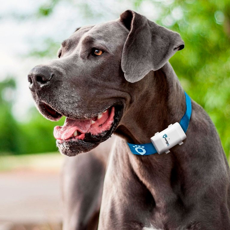 How to use your phone to track your dog and avoid getting lost by