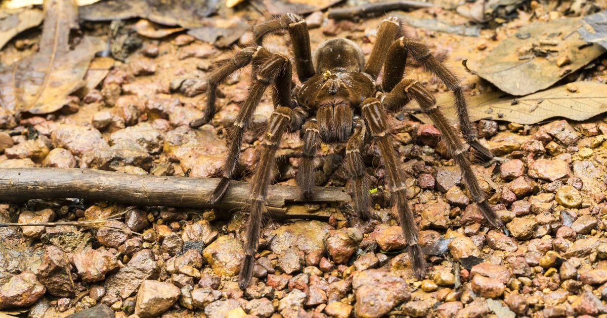 How tall is the goliath tarantula, the spider considered the largest in ...