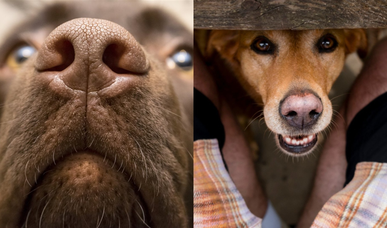 Aunque a algunos les resulte molesto, los perros no olfatean ciertas áreas con la intención de incomodar. 