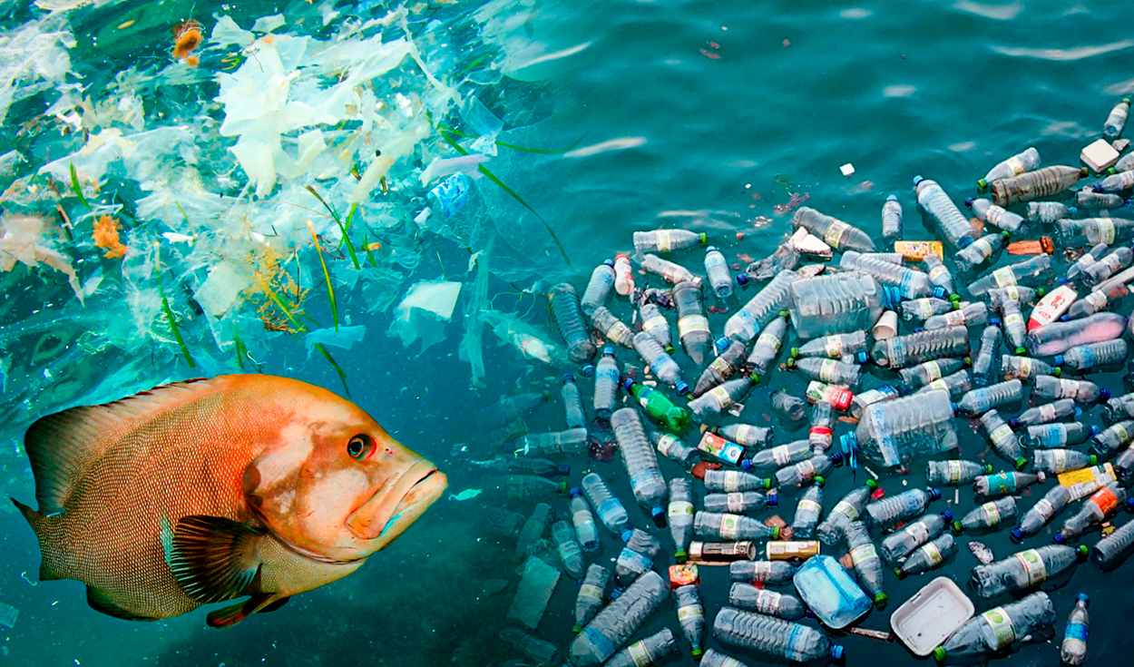 ▷ REDES DE PESCA: El PEOR residuo para el océano【2023】