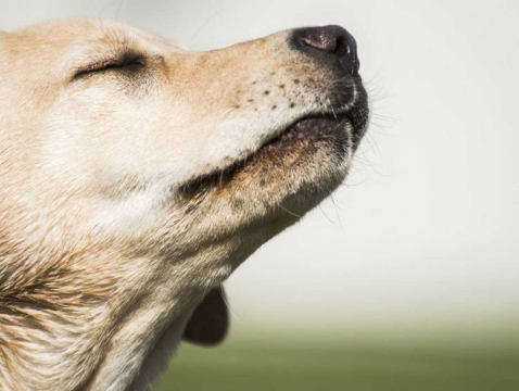 El perro puede identificar el olor de objetos o personas ubicadas a 2 kilómetros de distancia.