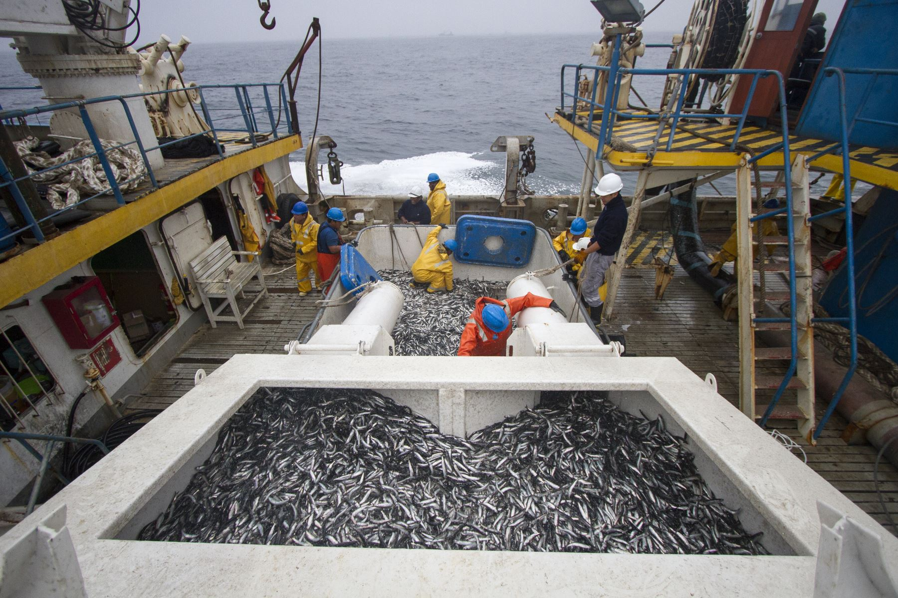 Start of the anchovy fishing season would be postponed due to a high incidence of juveniles