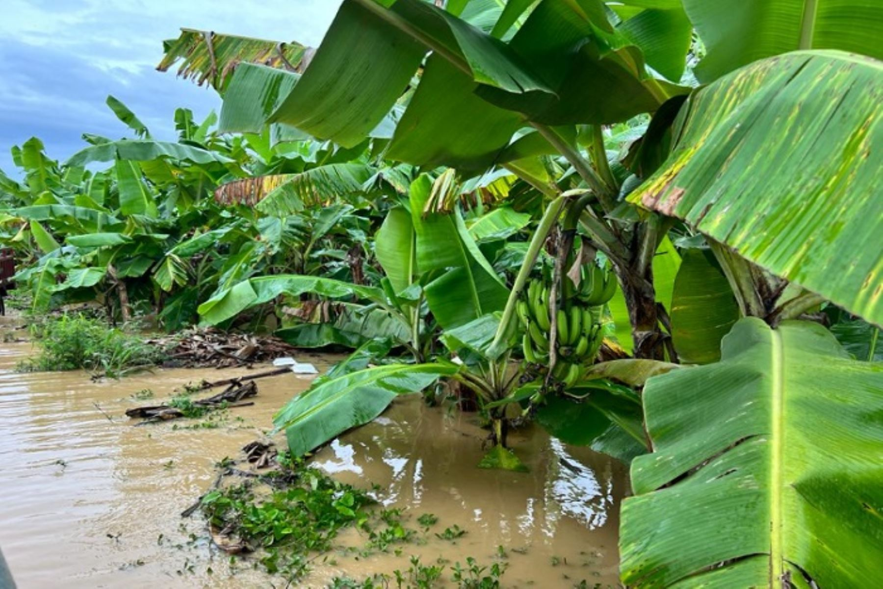 Midagri: Agricultural Insurance reaches S/4.5 million in compensation to farmers affected by rains