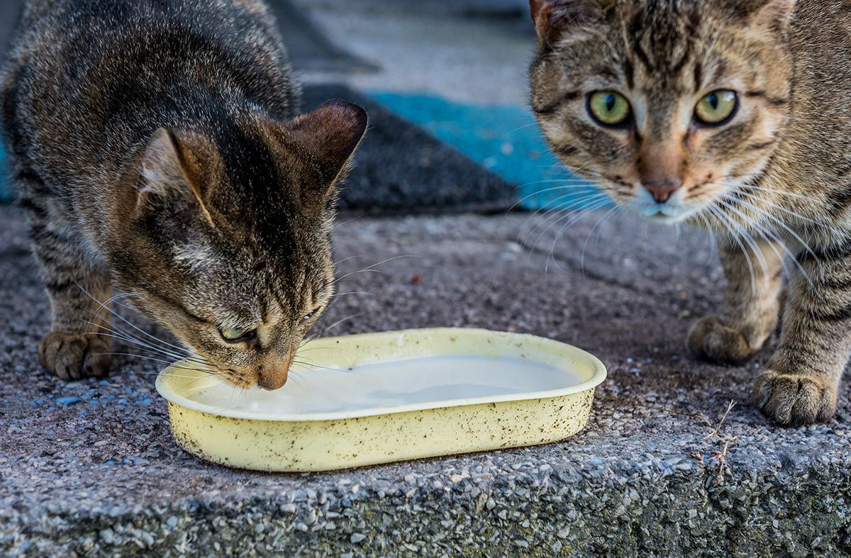 Los gatos adultos no pueden tomar leche porque carecen de la enzima lactasa