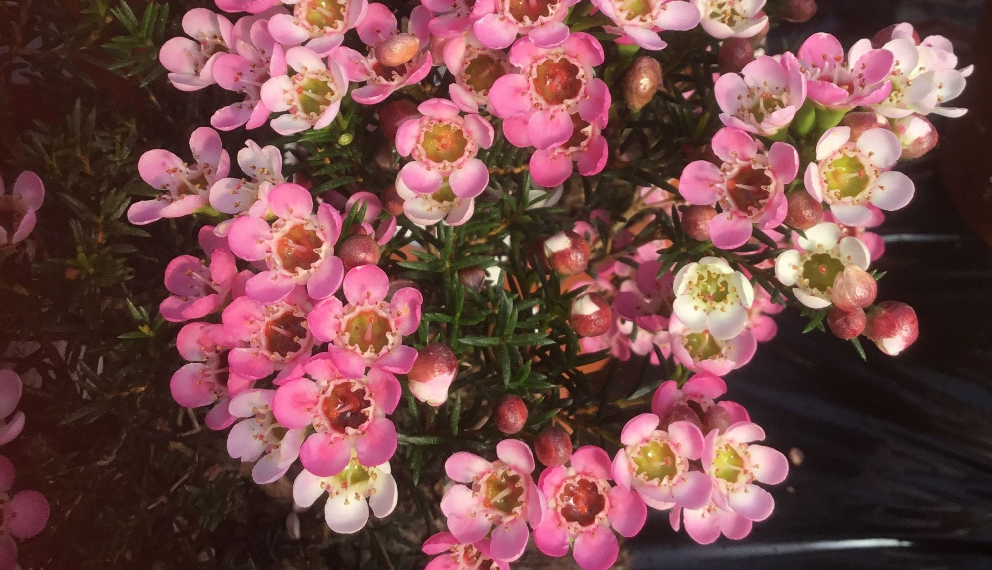 Mother’s Day: Peruvian flower exports grew 12% in the first quarter
