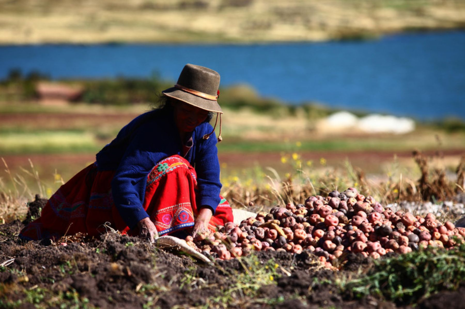 Midagri approves financing for the trade of agricultural products with credits of up to S/40,000