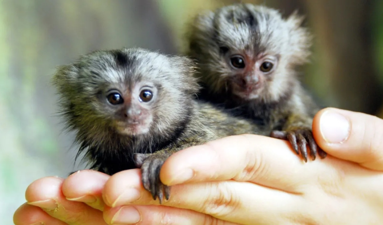 Descubre al tití pigmeo: el más pequeño del mundo que en la palma de una mano | mono tití: | video | | Mundo | La República