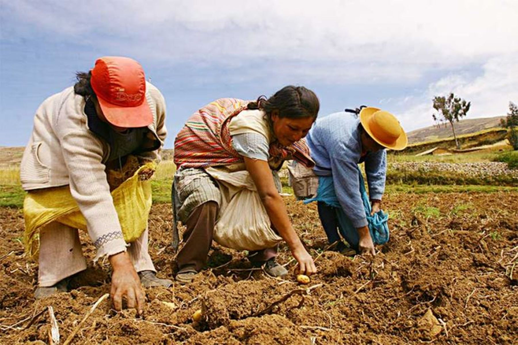 Food insecurity: 4 out of 10 farmers are poor in Peru