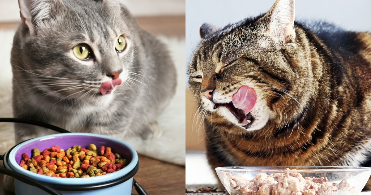 Los gatos en casa suelen tener una alimentación en base a galletas o carnes cocidas