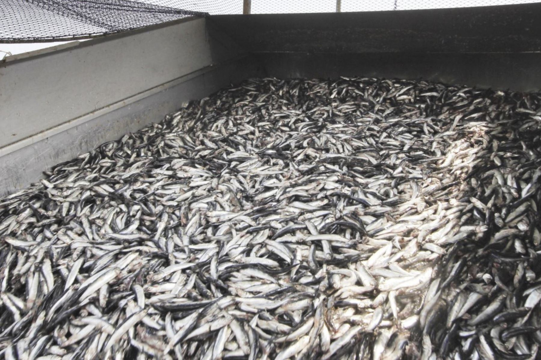 Produce authorizes the start of the first anchovy fishing season 2023