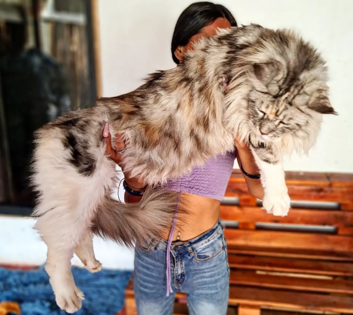 How is the Maine Coon, the largest cat breed in the world? - American ...