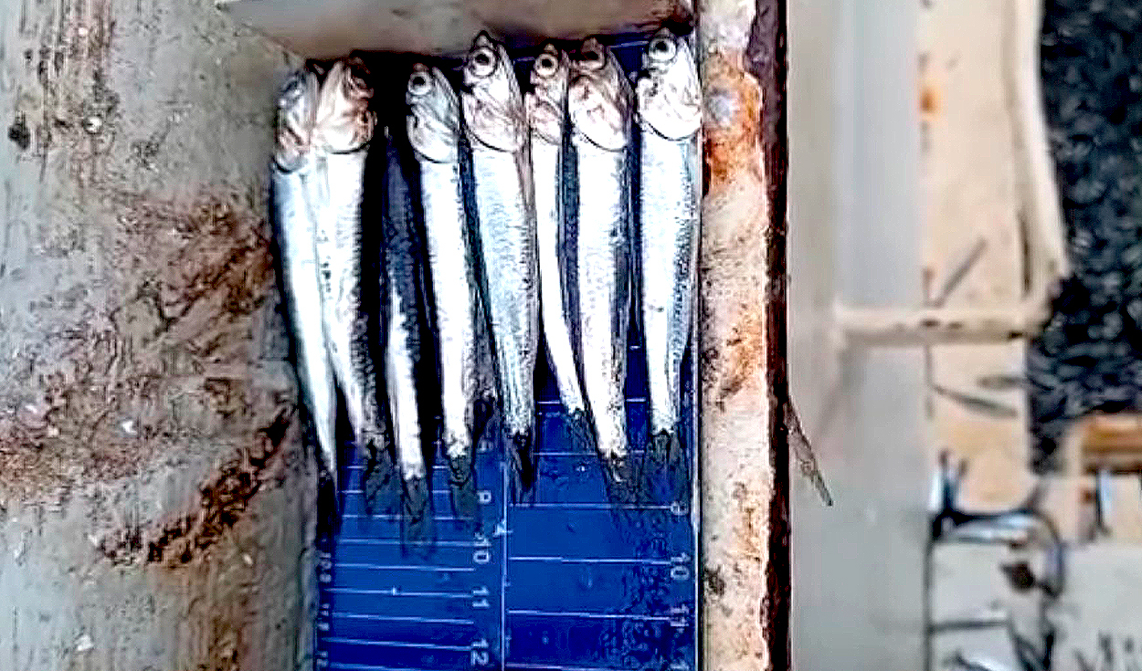 They warn of a high presence of juveniles in the exploratory fishing authorized by Produce