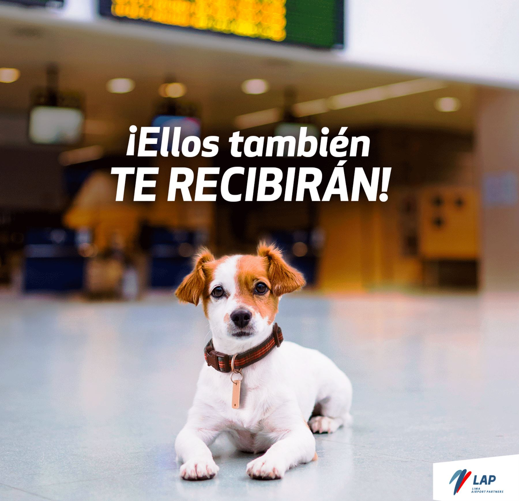 puedes llevar perros en el aeropuerto de heathrow