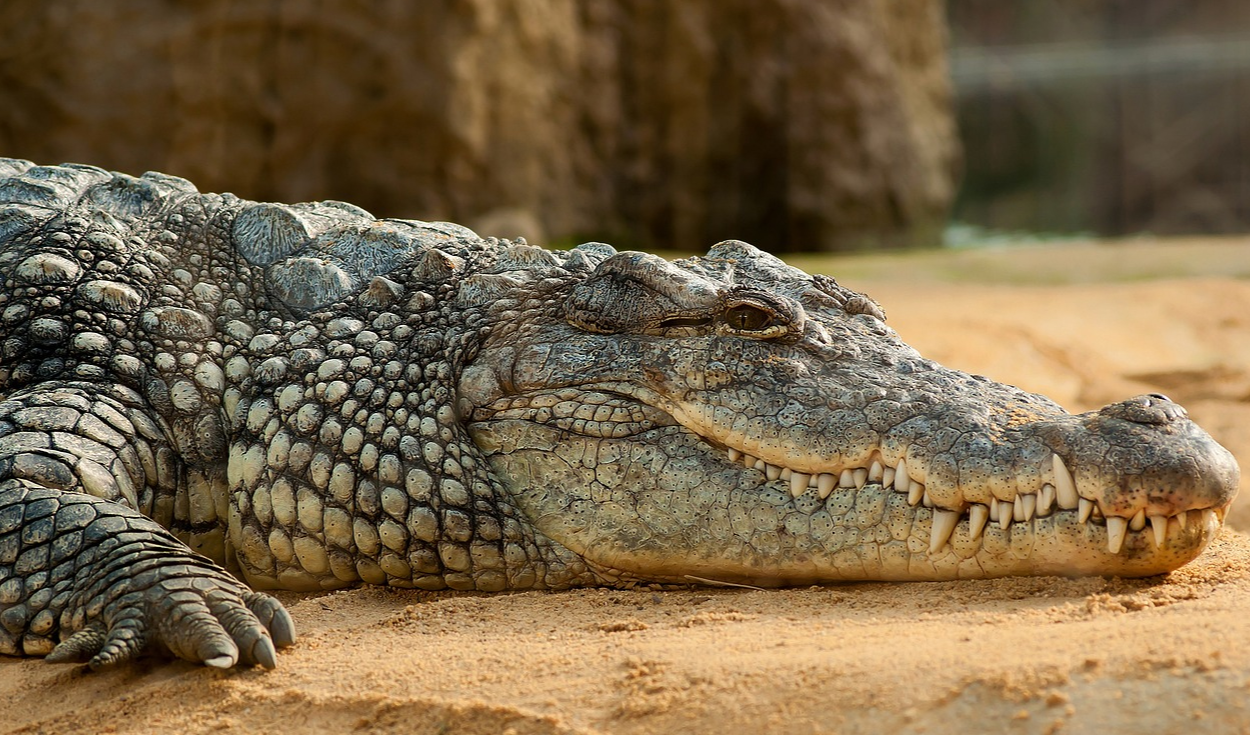 Una cocodrilo hembra quedó embarazada sin necesidad de macho: el primer  caso en el mundo | Ciencia | La República