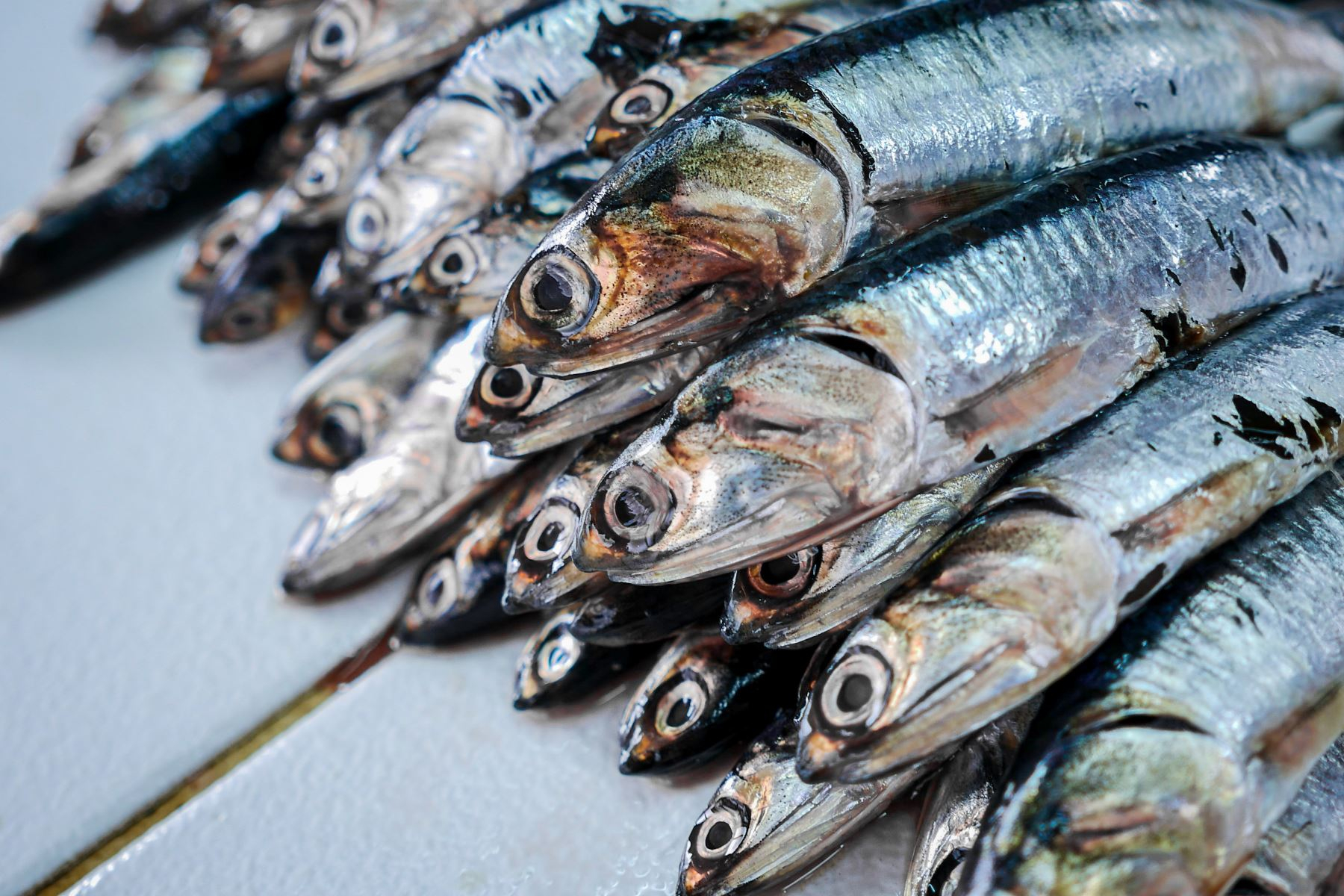 Produce: There will be no first fishing season to preserve the anchovy