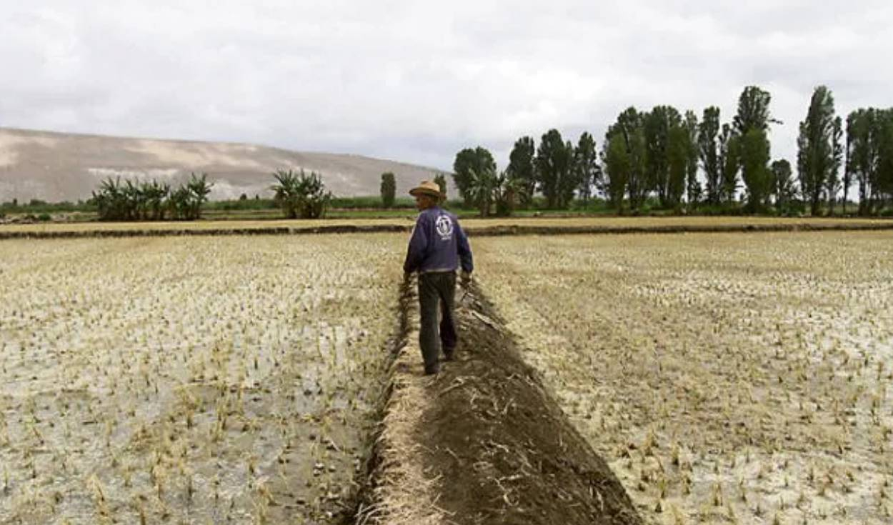 Food production will drop 30% due to drought in Arequipa, according to farmers