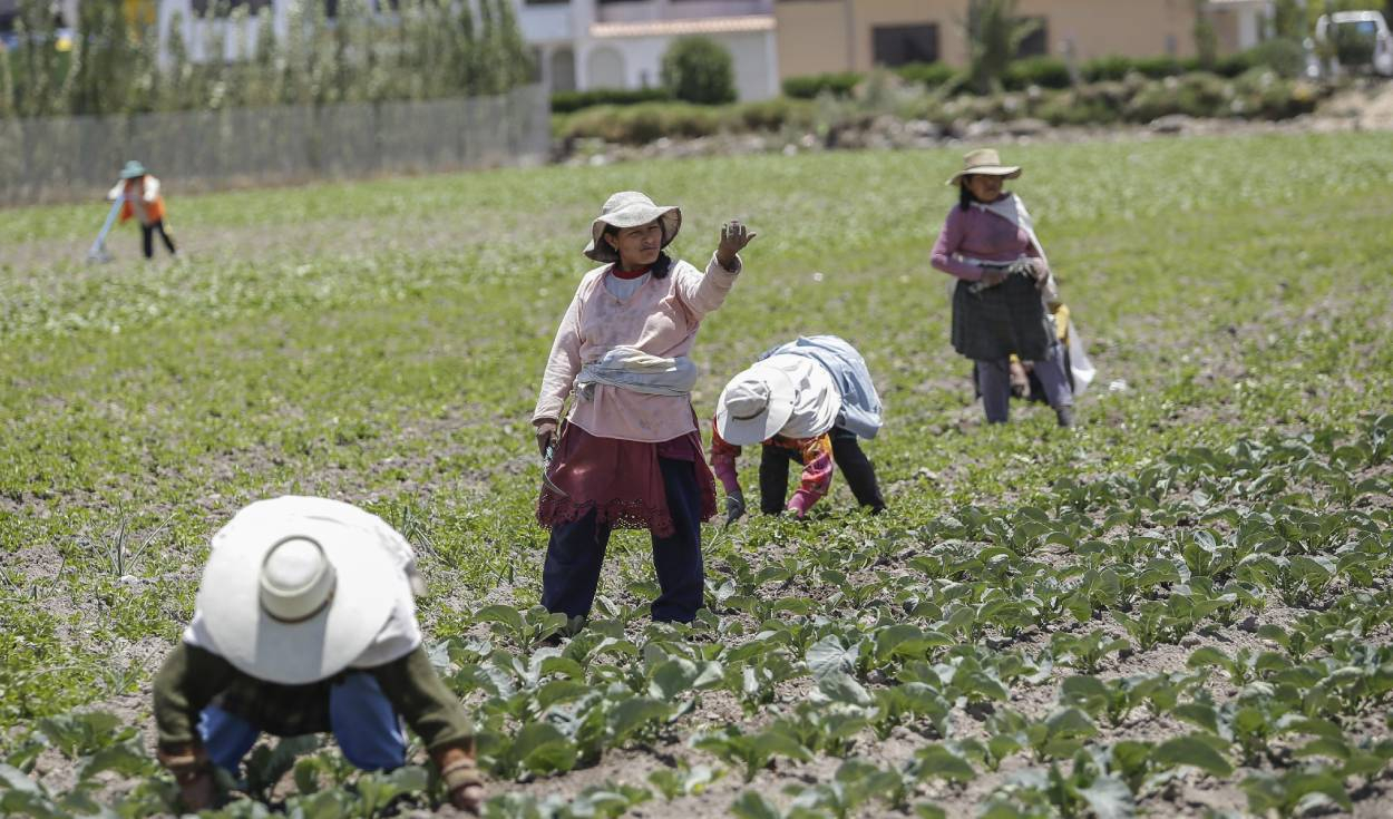 Food production in agricultural fields falls 50%