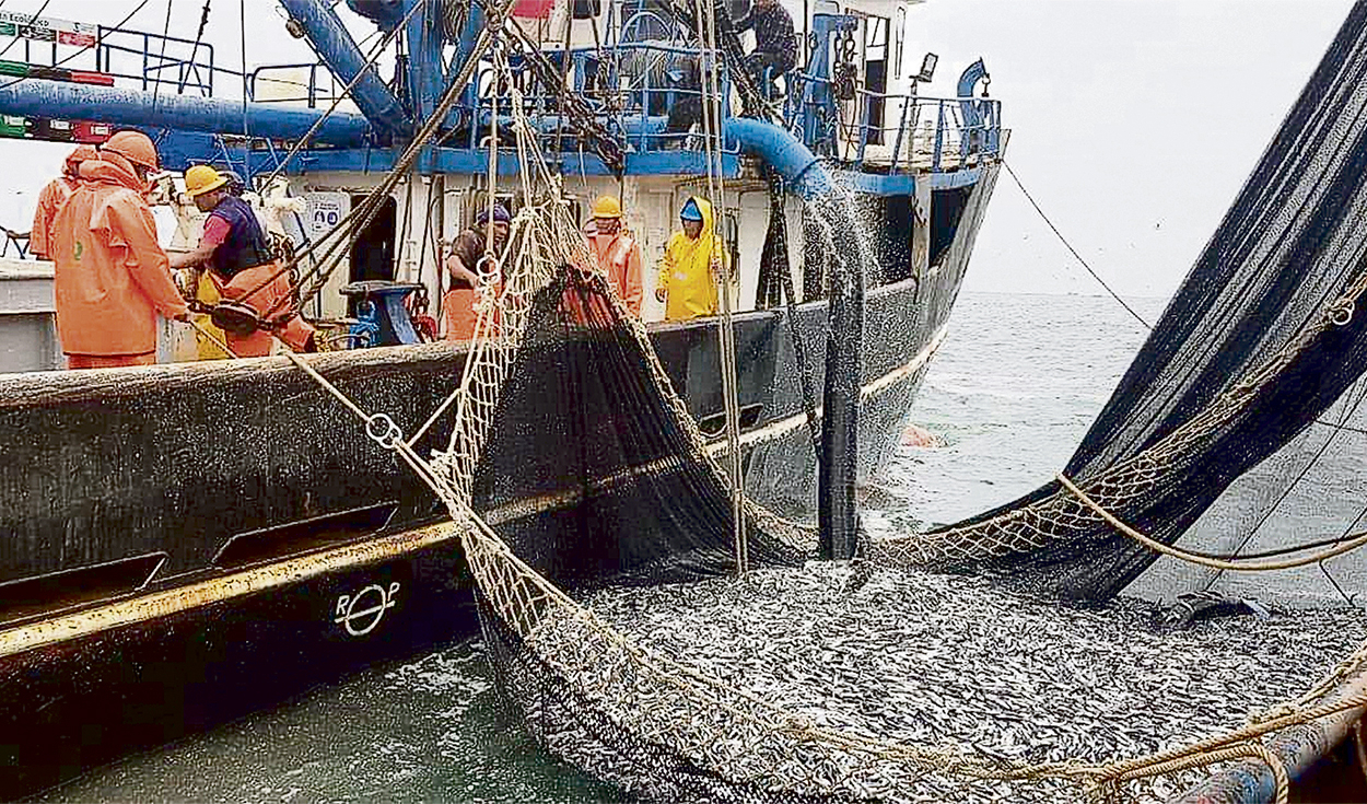 Industry landed 40,000 tons of anchovy for flour