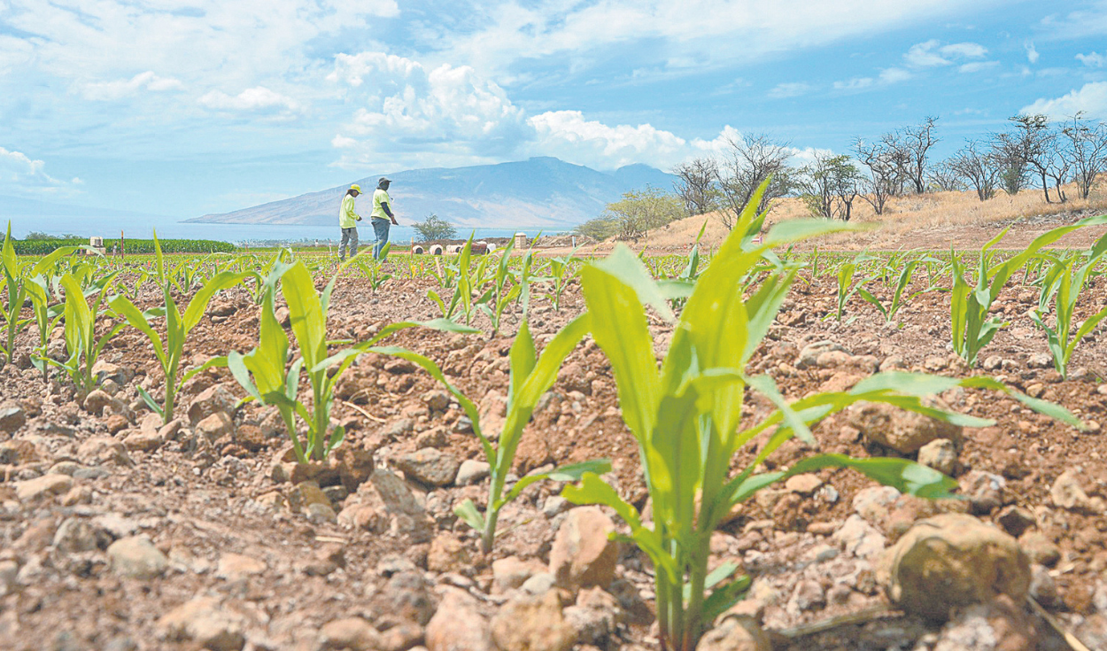 FAO: wholesale food prices are not transferred