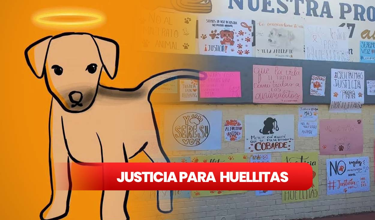 Justicia para Huellitas: esto se sabe del caso del perrito torturado por  una estudiante en Puebla