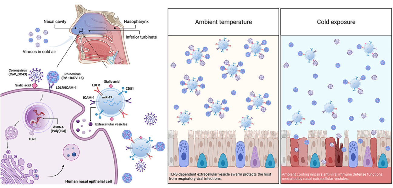 Que significa colder y coldest en un refrigerador