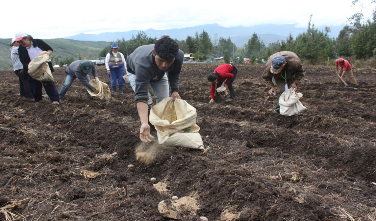What is the Catastrophic Agrarian Insurance and how to apply to this benefit that grants S / 800?