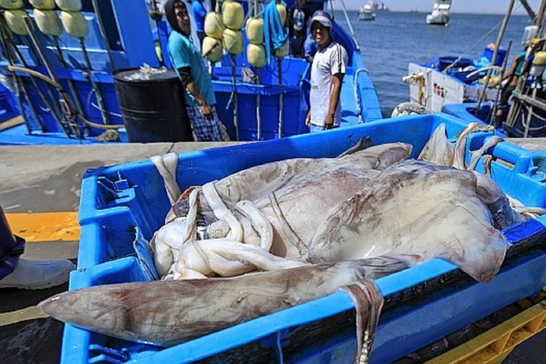 Produces: Squid catch quota for this 2023 will be 500,000 tons