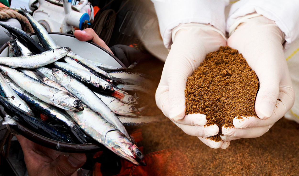 Fishmeal reaches its highest price in 8 years before the arrival of El Niño