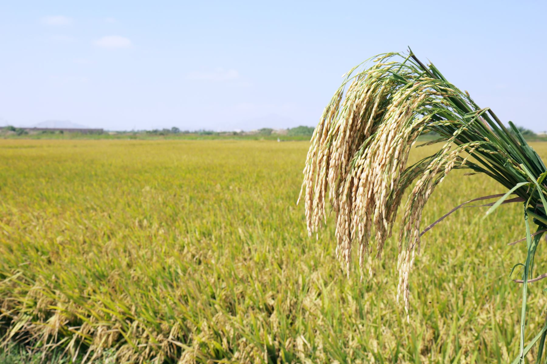 Rice production grew more than 11% in the first four months of 2023