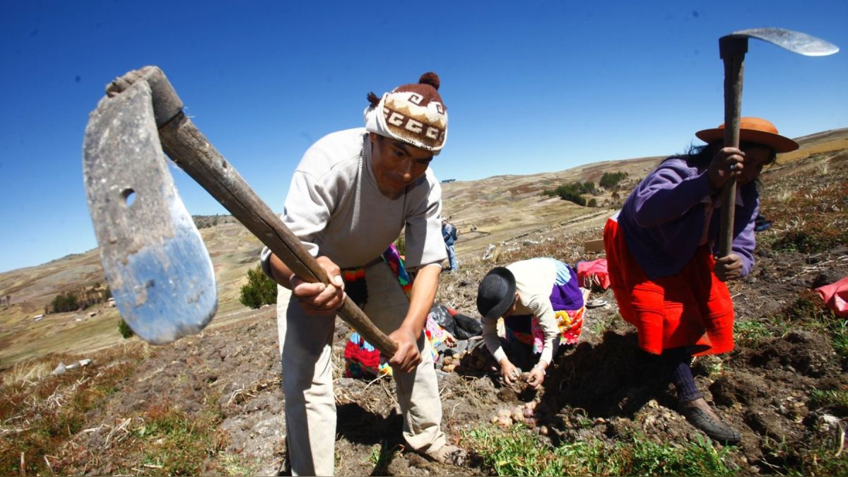 In Peru, more than 70% of peasants do not have any agricultural insurance