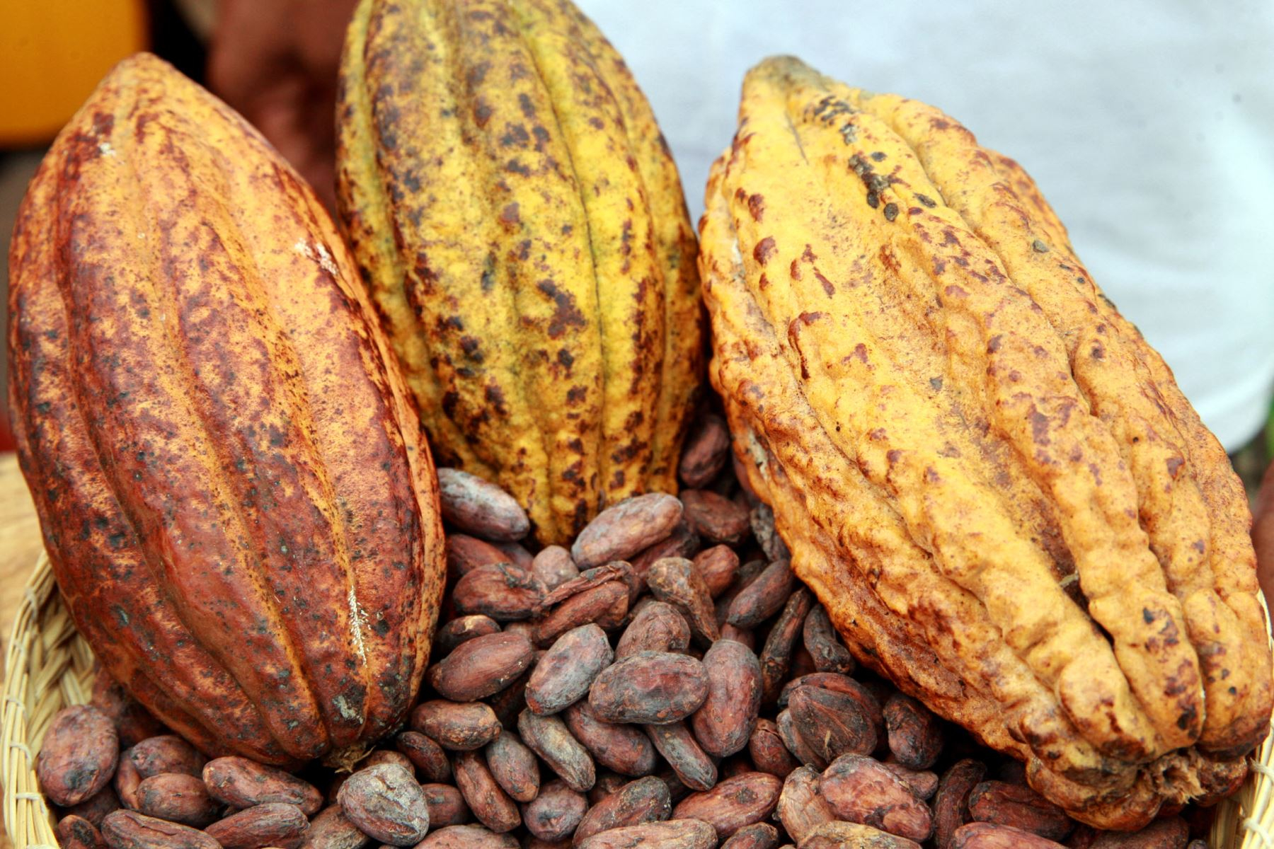 Challenges in the cultivation of cocoa in the VRAEM: low profitability, pests and climate change