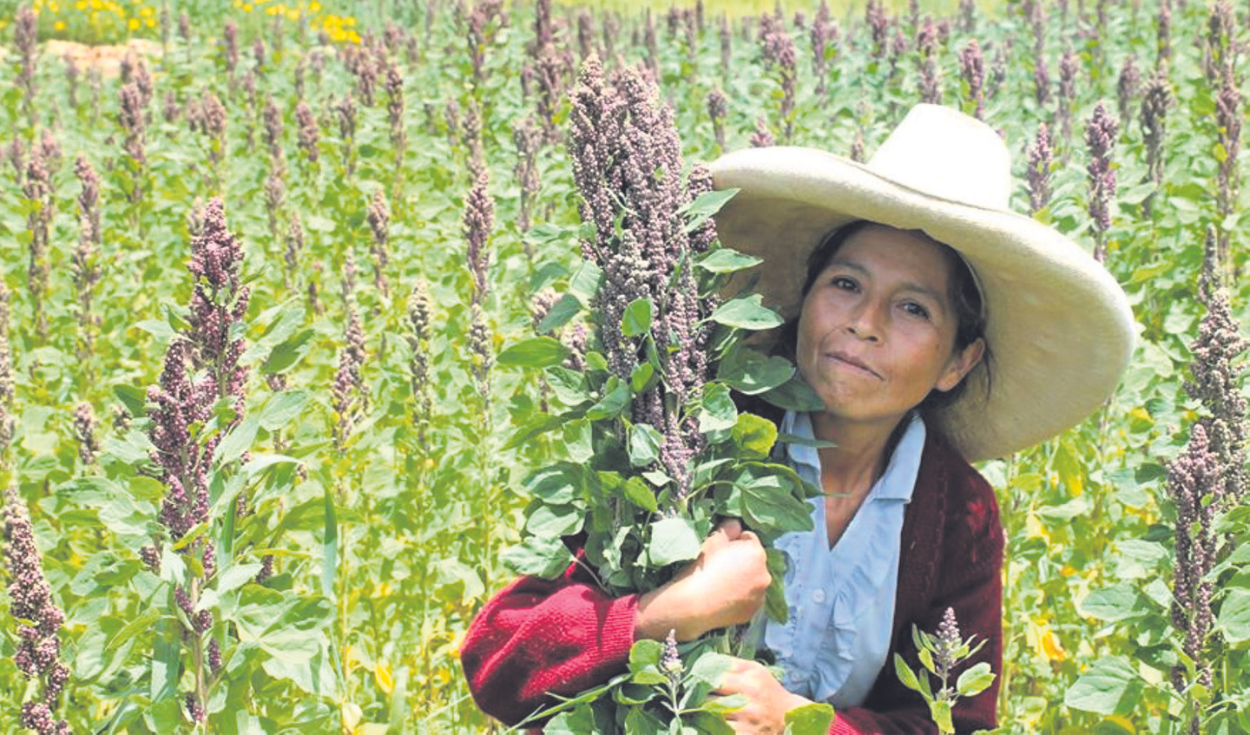 Quinoa production fell more than 77% until April