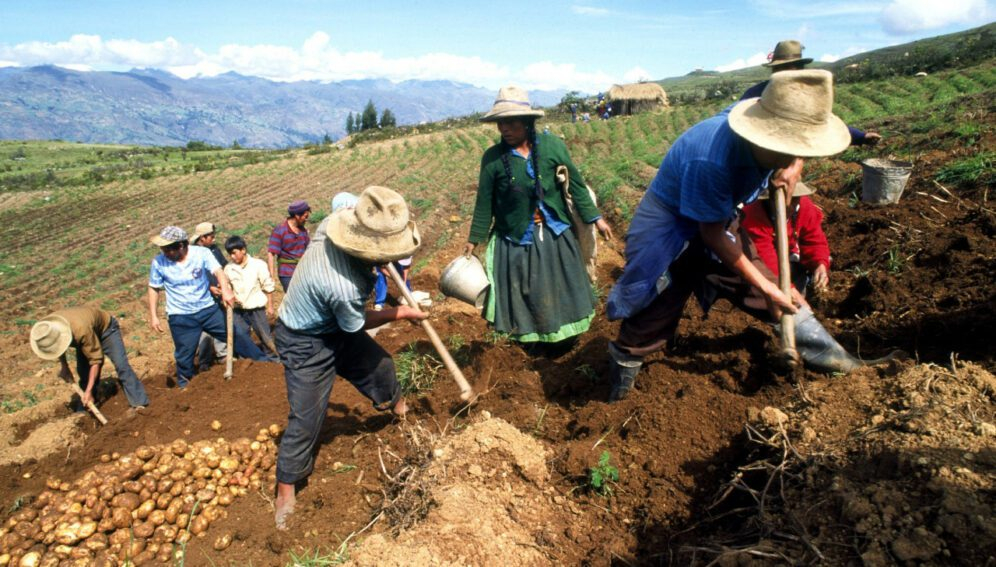ILO: labor informality in the Peruvian agricultural sector exceeds 90%