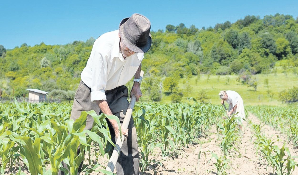 La producción agrícola y pesquera global aumentará un 14% en la próxima década – EL PAÍS
