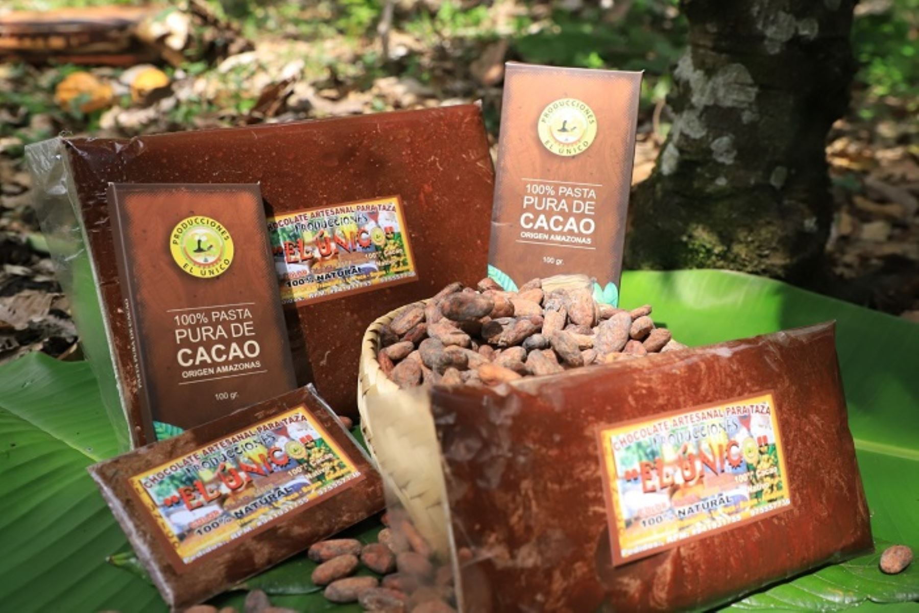 Denomination of origin Cacao Amazonas Peru would begin to be exported in the last quarter of this year