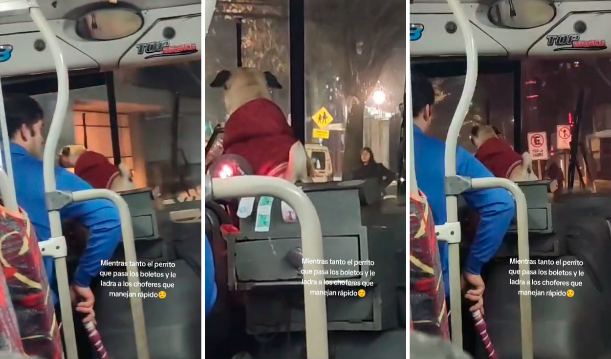 TikTok viral: Joven corre, se para frente a bus de Civa y ruega para que lo  dejen subir: así reaccionó el chofer | Redes Sociales | Video | Video viral  | La República