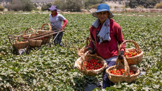 Regulations of the law for the associativity of agricultural producers in cooperatives are published