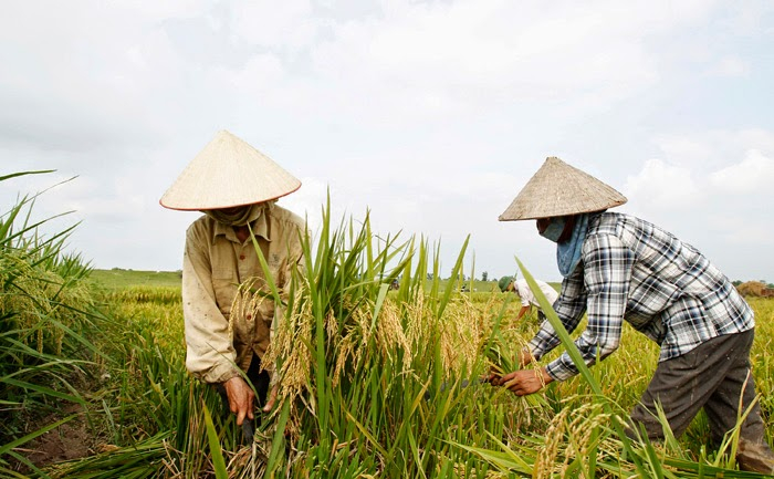 Rice price shoots up and reaches its highest level in 15 years