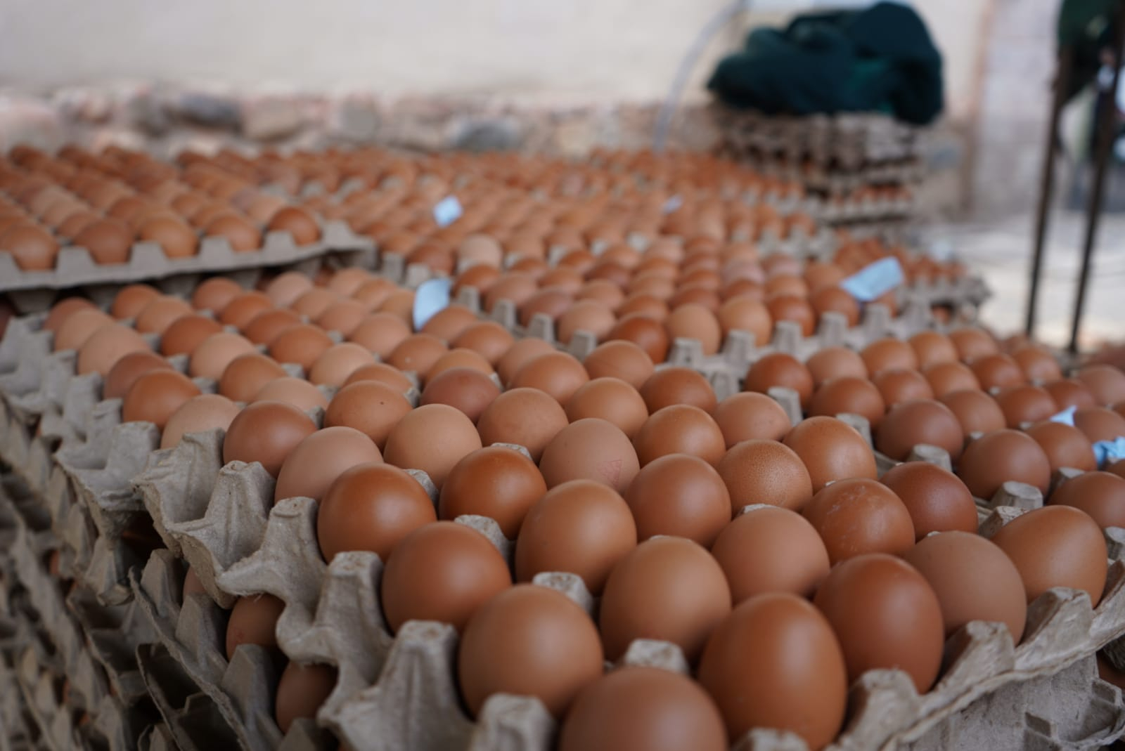 3.6 million smuggled eggs enter Peru weekly, denounce Poultry farmers