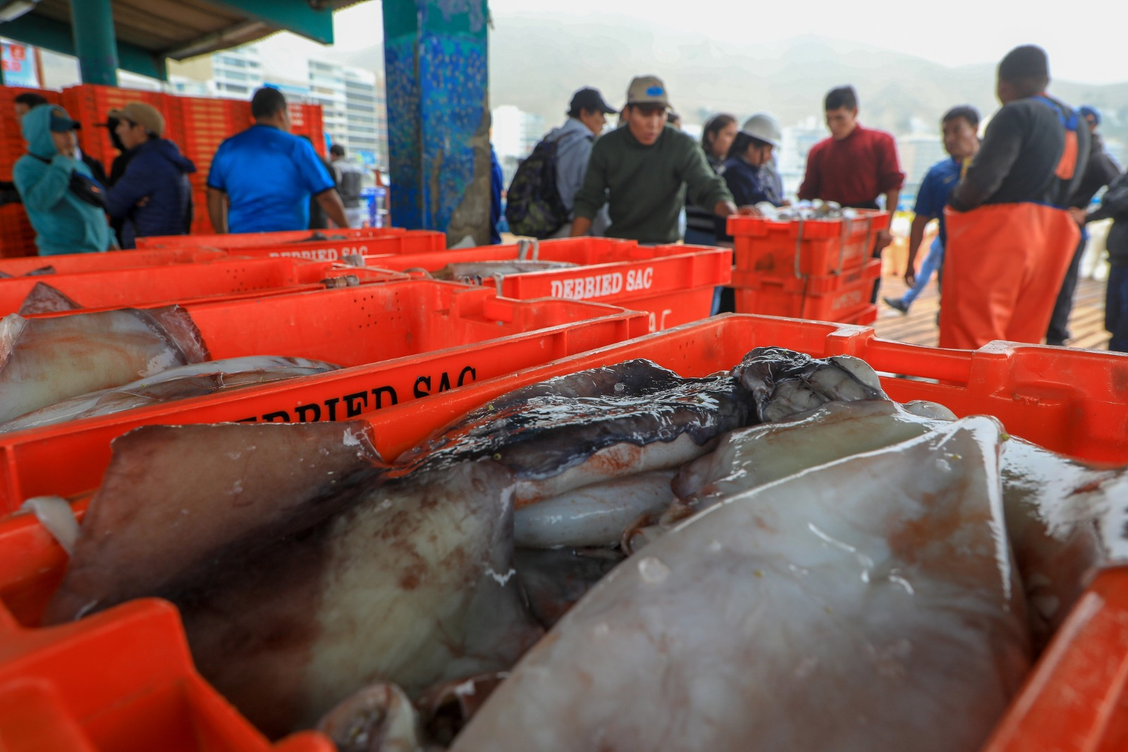 Produce: landing of squid exceeded 476,500 tons and grew 150% in the first half of the year